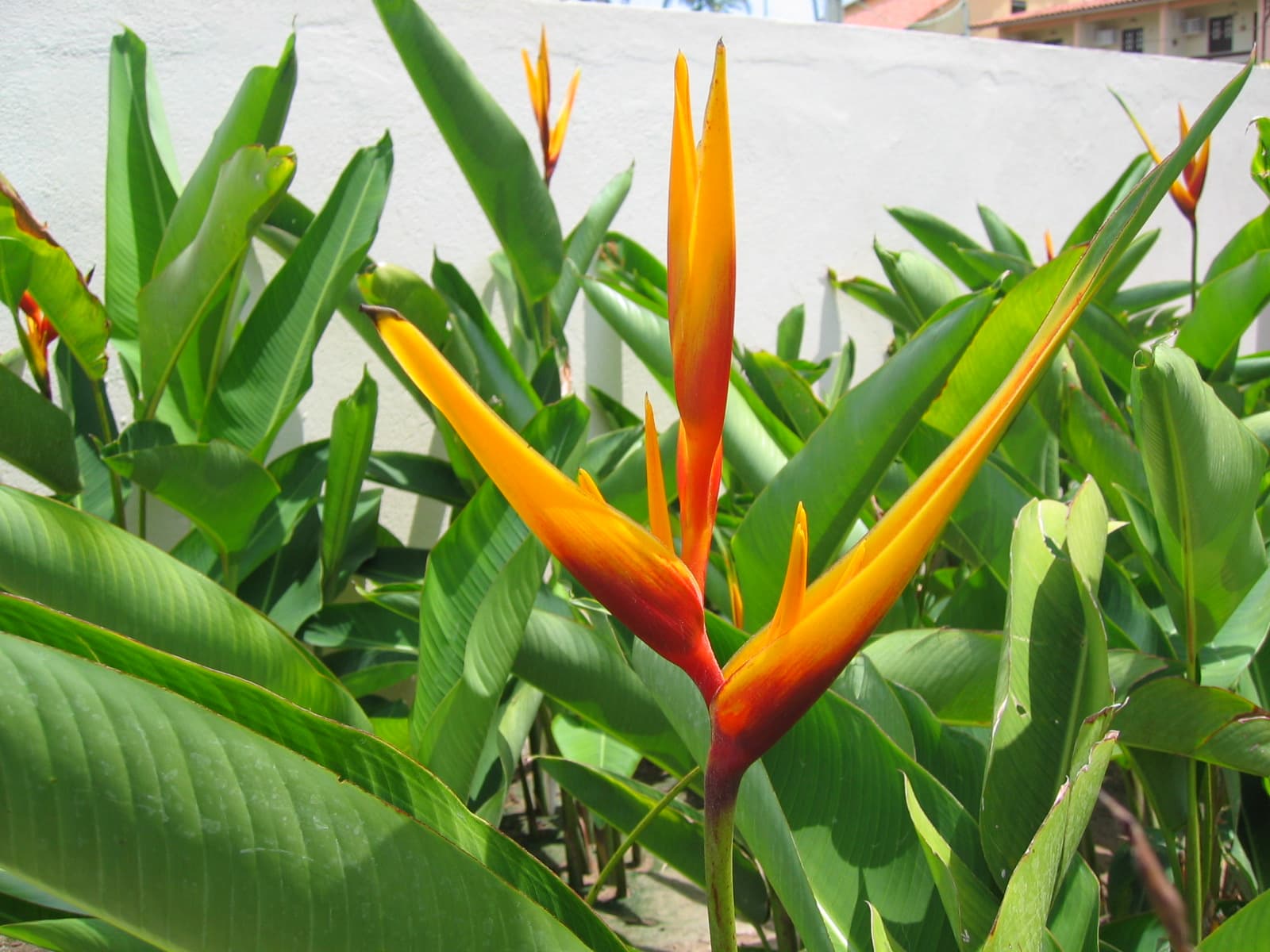 Jardim com helicônias no Hotel Aconchego Porto de Galinhas