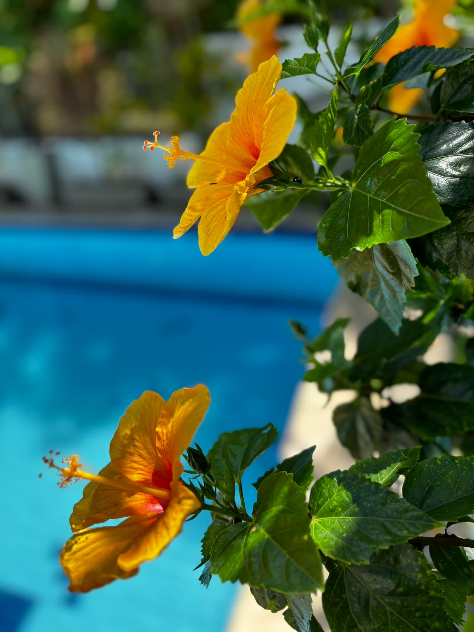 Piscina principal do Hotel Aconchego Porto de Galinhas