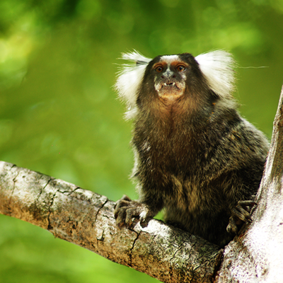 Sagui no jardim do Hotel Aconchego Porto de Galinhas