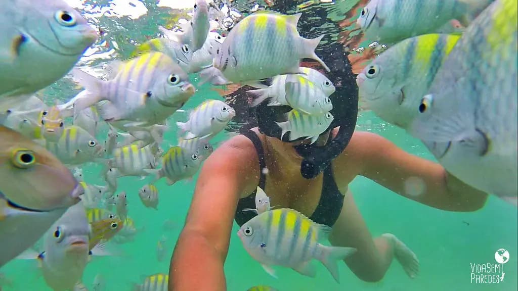 Piscinas Naturais de Porto de Galinhas